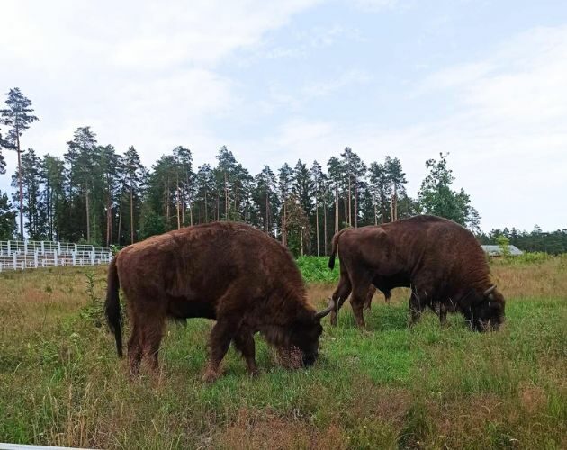 Jeszcze tylko w sierpniu zwiedzisz to miejsce z przewodnikiem. Król puszczy zaprasza