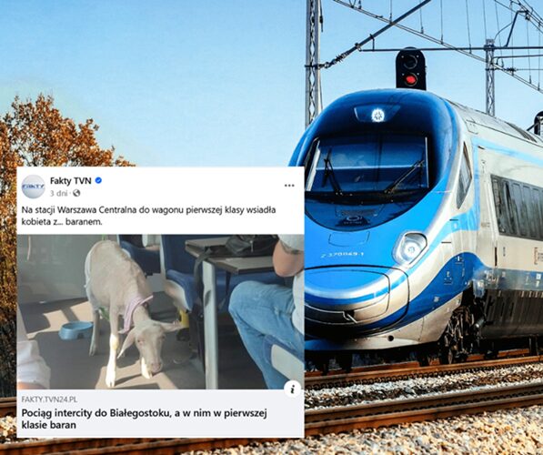 Nietypowy pasażer PKP Intercity. Na trasie do Białegostoku jechał baran w pieluszce