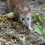 Plaga szczurów w Białymstoku. Wszystko przez zbieracza śmieci