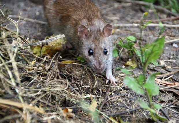 Plaga szczurów w Białymstoku. Wszystko przez zbieracza śmieci