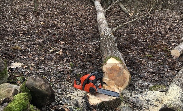 Wycinka w Puszczy Białowieskiej. Lasy Państwowe zabrały głos