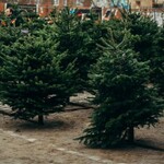 200 naturalnych choinek do odbioru na Rynku Kościuszki. Trzeba spełnić jeden warunek 