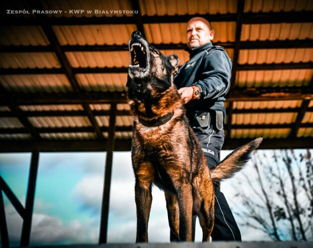 Bimber, Jano i Kastylia. Czworonogi w służbie podlaskiej policji