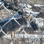 Uwaga, znowu były widziane wilki. I to tuż przy granicy Białegostoku