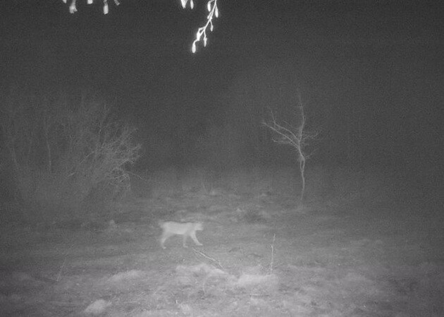 Fotopułapka uchwyciła coś, czego nikt się nie spodziewał! Wyjątkowe nagranie z lasu