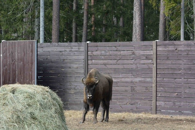 Zagroda Pokazowa Żubrów w Kopnej Górze powiększyła stado