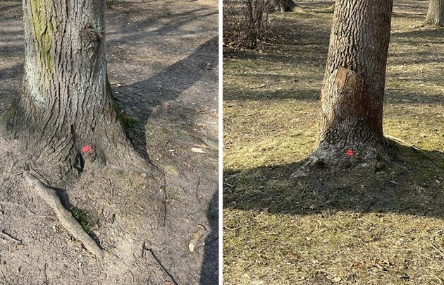 Jaskrawe kropki na drzewach w Parku Planty. Co oznaczają?