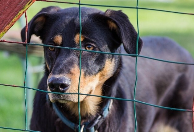 Radny zaproponował punkt adopcyjny dla zwierząt. Oto co sądzi miasto